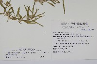 蓮子草藏品圖，第2張