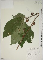 牛乳榕藏品圖，第1張