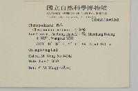 小葉藜藏品圖，第2張