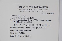 刺莧藏品圖，第2張