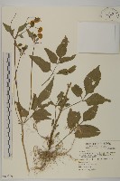 鬼針舅藏品圖，第1張