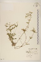 粗毛小米菊藏品圖，第1張