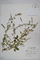 平伏莖白花菜、成功白花菜藏品圖，第1張