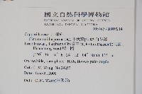 平伏莖白花菜、成功白花菜藏品圖，第2張