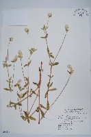 短穗假千日紅藏品圖，第1張