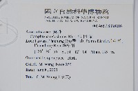 短穗假千日紅藏品圖，第2張