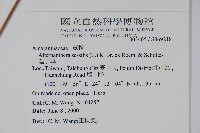 蓮子草藏品圖，第2張