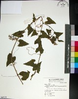 粉藤藏品圖，第1張