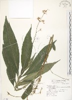 杜若藏品圖，第1張