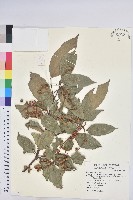 粗糠柴藏品圖，第1張