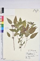 山靛藏品圖，第1張