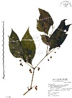 龍珠藏品圖，第1張