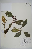 著生珊瑚樹藏品圖，第1張