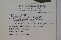 著生珊瑚樹藏品圖，第2張