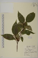 佩羅特木藏品圖，第1張