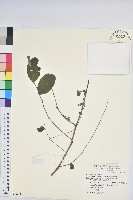 白飯樹藏品圖，第1張