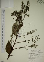 大葉溲疏藏品圖，第1張