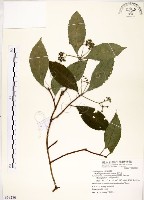 華八仙藏品圖，第1張