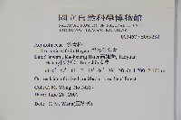 忍冬葉冬青藏品圖，第2張