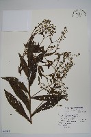 琉璃草藏品圖，第1張