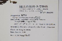 琉璃草藏品圖，第2張