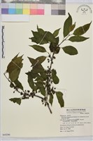 塔山鼠李藏品圖，第1張