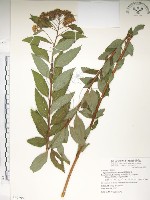 臺灣繡線菊藏品圖，第1張