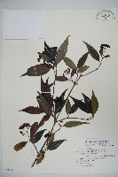 玉山糯米樹、狹葉糯米樹藏品圖，第1張