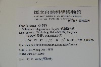 玉山糯米樹、狹葉糯米樹藏品圖，第2張