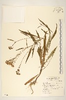 黃菀藏品圖，第1張