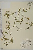狗筋蔓藏品圖，第1張