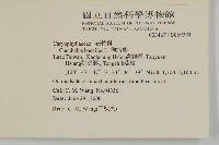 狗筋蔓藏品圖，第2張