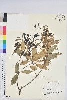 長尾栲、長尾柯、長尾尖葉櫧藏品圖，第1張