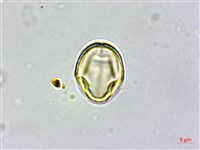長尾栲、長尾柯、長尾尖葉櫧藏品圖，第3張