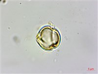 長尾栲、長尾柯、長尾尖葉櫧藏品圖，第4張