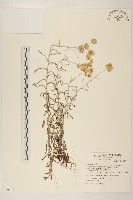 絲綿草藏品圖，第1張