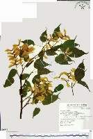 尖葉槭藏品圖，第1張