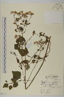 假藿香薊藏品圖，第1張