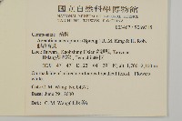 假藿香薊藏品圖，第2張