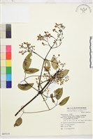 柱果鐵線蓮藏品圖，第2張