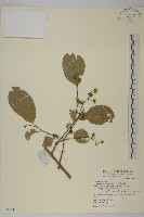 光果南蛇藤藏品圖，第1張