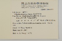 光果南蛇藤藏品圖，第2張