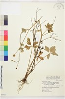 水辣菜、禺毛茛藏品圖，第1張