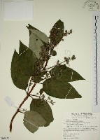 大葉溲疏藏品圖，第1張