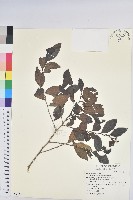 細葉饅頭果藏品圖，第1張