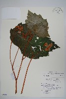 裂葉秋海棠藏品圖，第1張