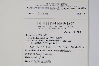 裂葉秋海棠藏品圖，第2張