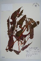 登錄號:S069345藏品圖，第1張