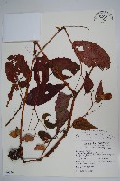 登錄號:S069346藏品圖，第1張