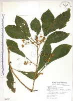 同蕊草、異色線柱苣苔藏品圖，第1張